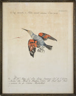18th Century Italian Engraving - Treecreeper