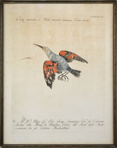 18th Century Italian Engraving - Treecreeper