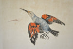 18th Century Italian Engraving - Treecreeper