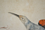18th Century Italian Engraving - Treecreeper
