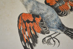 18th Century Italian Engraving - Treecreeper