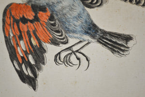 18th Century Italian Engraving - Treecreeper
