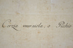 18th Century Italian Engraving - Treecreeper