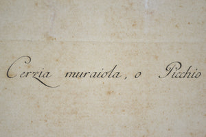 18th Century Italian Engraving - Treecreeper
