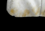 Carrara marble bust