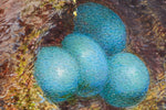 Still Life of Bird's Nest and Blossom by Jabez Bligh