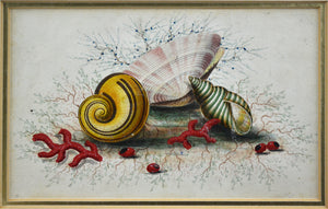 19th Century Watercolour - Study of Seashells