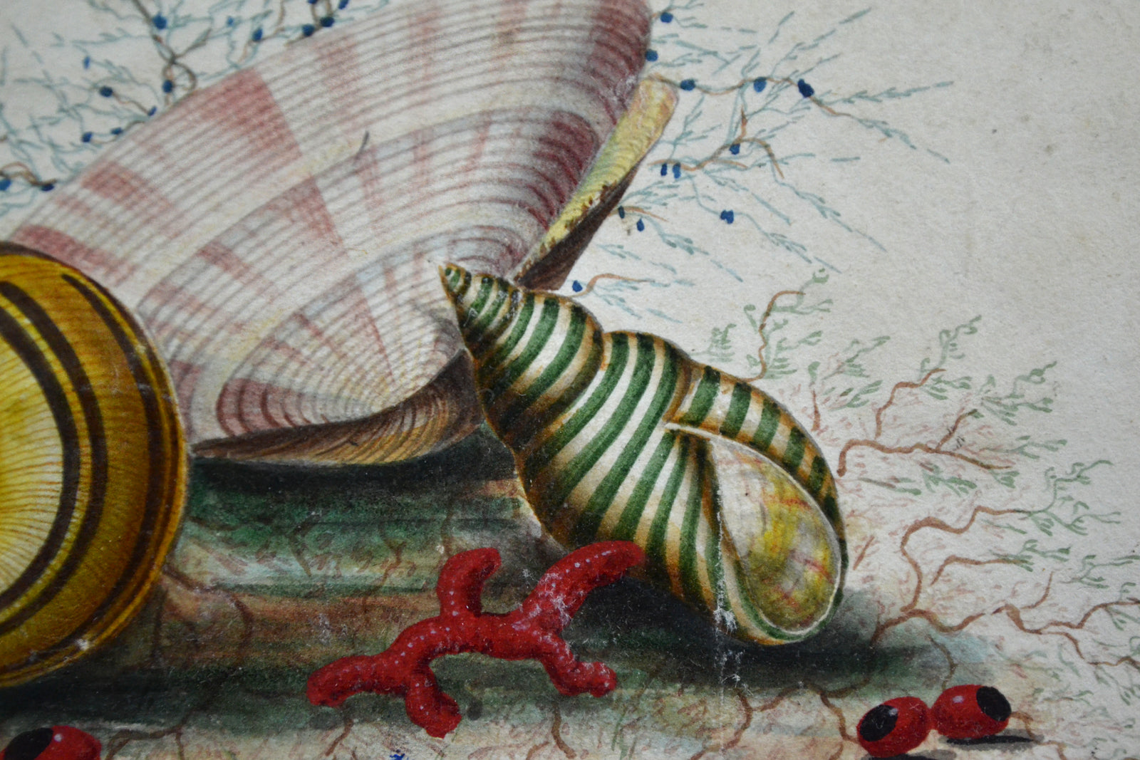 19th Century Watercolour - Study of Seashells